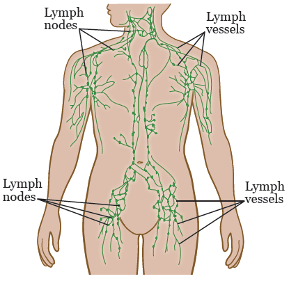 图 2. 身体其他部位的淋巴系统