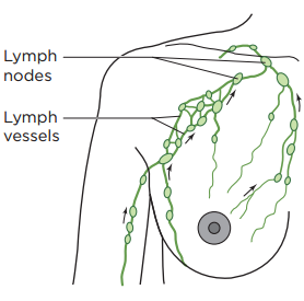 图 1. 乳房内部的淋巴系统